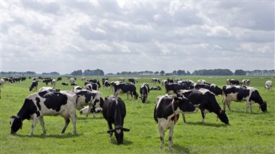 دولة تدرس إعدام 200 ألف رأس ماشية 