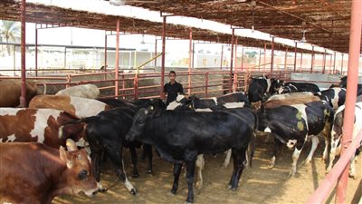 أفضل معايير ومواصفات الأضحية قبل أيام من عيد الأضحى، ونصائح مهمة قبل الشراء