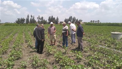 زراعة الاسماعيلية تنظم يوما حقليا لمزارعي القطن في جلبانة (صور) 