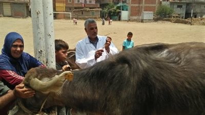 جامعة الزقازيق تنظم قافلة بيطرية بالإبراهيمية