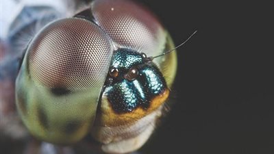 الموت في جناح ناموسة.. تفاصيل مشروع ديبرا الأمريكي (فيديوجراف)