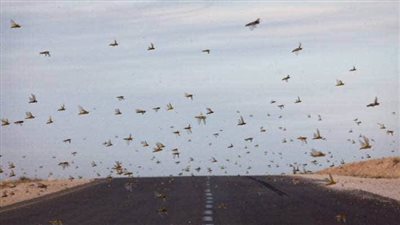 الموت في جناح ناموسة، تفاصيل مشروع ديبرا الأمريكي المدمر للشعوب والجيوش