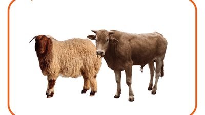 قبل عيد الأضحى.. أسماء كل جزء في الأضحية وطرق طهيها (إنفوجراف)