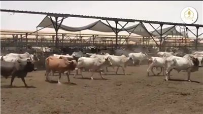 وصول الدفعة الثانية من رؤوس أضاحي الأوقاف لمجزر جنوب الوادي بأسوان