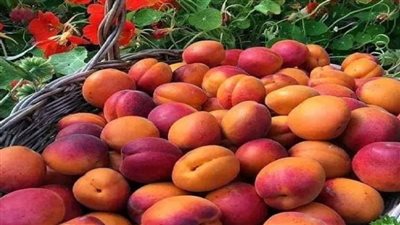 أسعار الفاكهة اليوم، 11 جنيهًا ارتفاعًا في سعر المشمش و4 جنيهات للتفاح