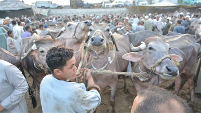 قبل أيام من عيد الأضحى، غلاء الأسعار يضرب سوق الأبعادية للمواشي (فيديو)