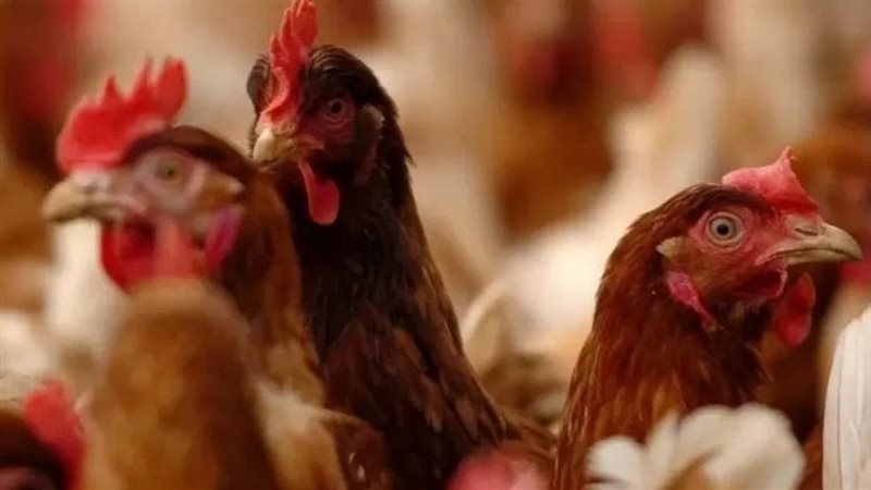 الأضحية بالدجاجة،