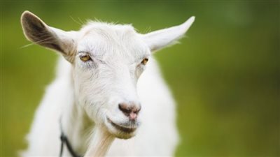 أمين الفتوى يوضح شروط الأضحية بالماعز 