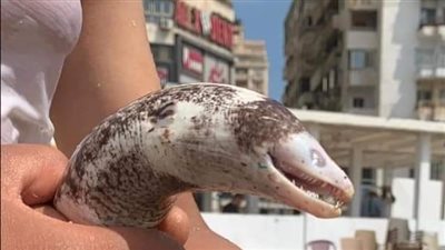 سمك المارينا يثير ذعر رواد شاطئ جليم 