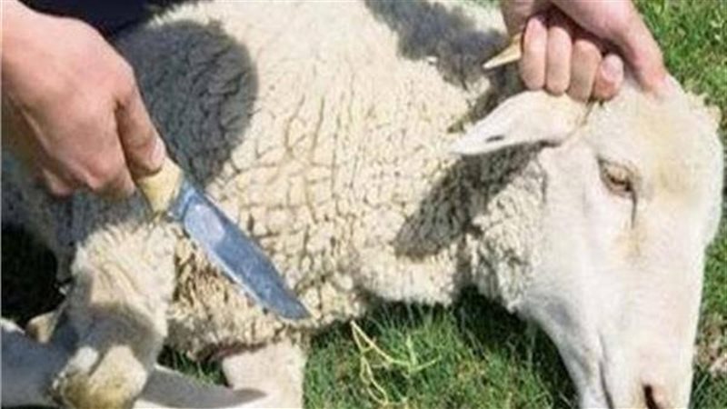 ذبح الاضاحى، فيتو