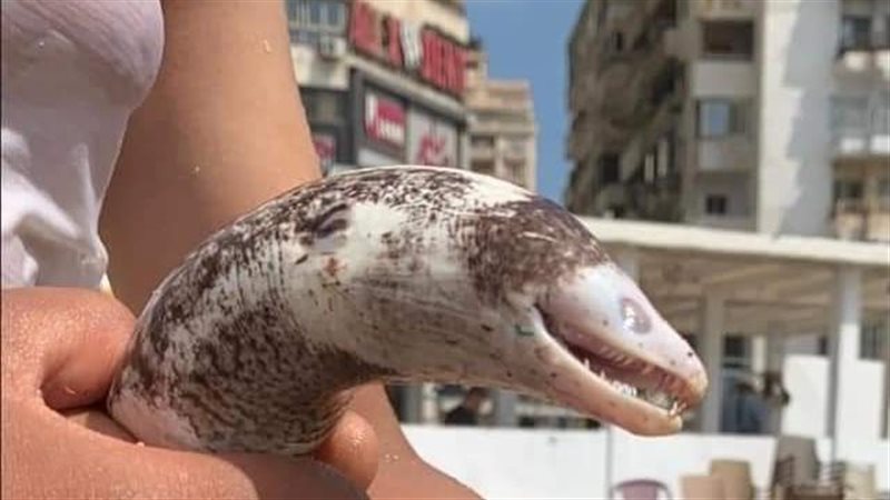 سمك المارينا بشاطىء