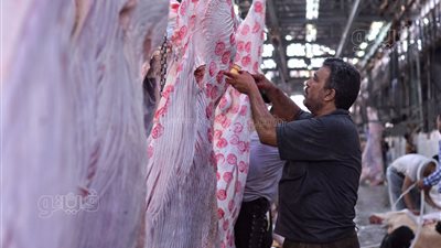 مدير عام المجزر الآلي بالبساتين: لن نستقبل أي أضحية قبل صلاة العيد (فيديو وصور) 