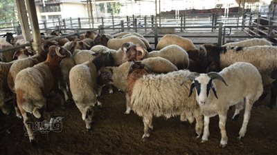 وكيل صحة الجيزة يكشف خطة استقبال عيد الأضحى