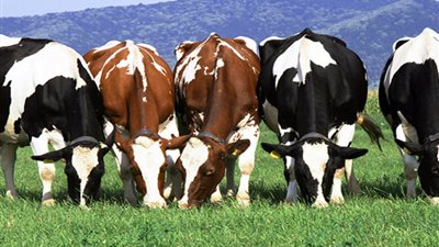 فيروس يصيب الأبقار لأول مرة في العالم