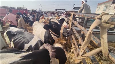  انخفاض أسعار الأضاحي في الإسكندرية بعد تراجع الشراء (صور)