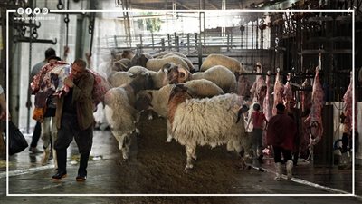 جولة في غابة اللحمة، مراحل تجهيز الذبيحة بالمجزر الآلي بالبساتين قبل عرضها للبيع (فيديو وصور) 