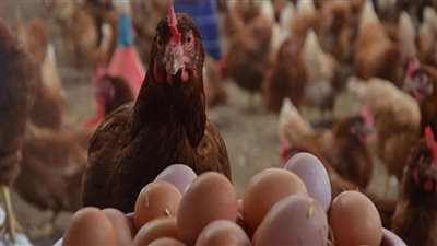 أسعار الدواجن والبيض اليوم، الفراخ البيضاء تسجل 90 جنيهًا في الأسواق