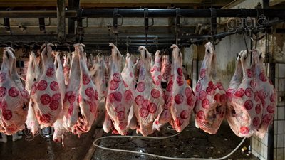 رئيس خط 4 بمجزر البساتين: إعدام الماشية المريضة في المحرقة (فيديو) 