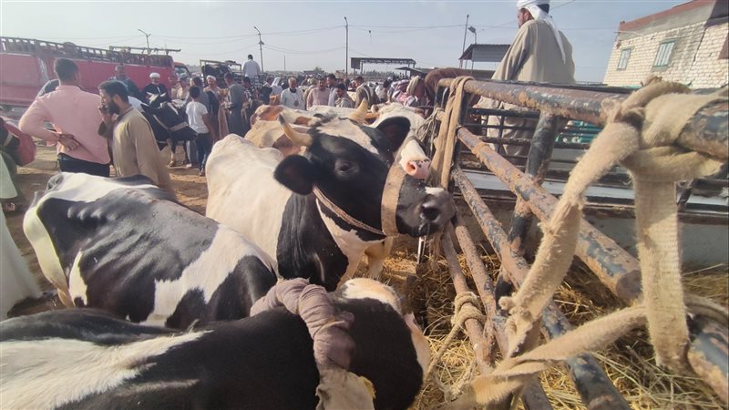 انخفاض في أسعار الأضاحي،