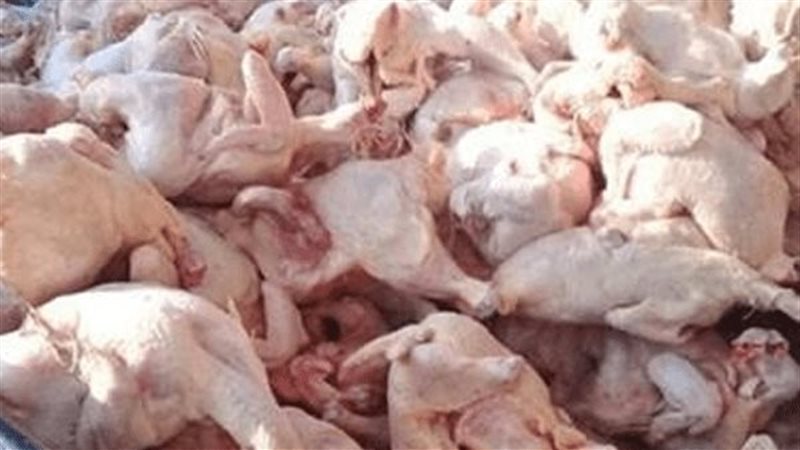 ضبط دواجن فاسدة في