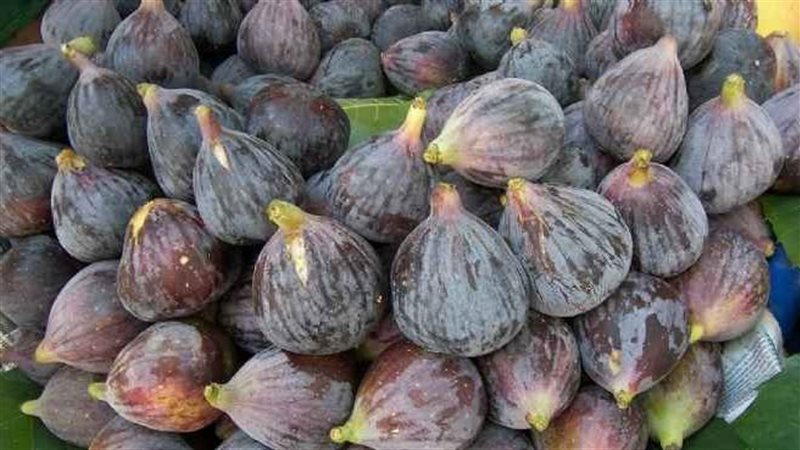 أسعار الفاكهة اليوم،