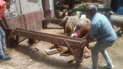 حي الجمرك بالإسكندرية يشن حملة على شوادر الذبح (صور)