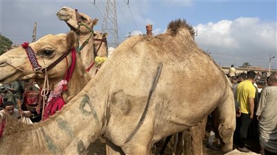 إقبال كبير على لحوم الجمال بسوق المناشي (فيديو وصور)