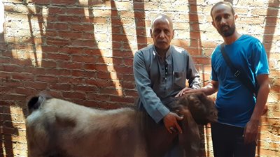 الجدي الهمر، شاهد أضخم تيس بالسوق المصري وزنه 190 كيلو وسعره 60 ألف جنيه