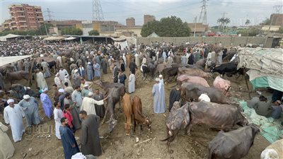 تراجع حركة البيع في سوق المناشي للمواشي في آخر أيامه قبل عيد الأضحى (فيديو وصور)