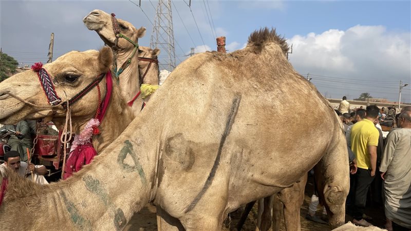أسعار الجمال بسوق