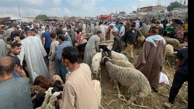 اسعار الخراف بسوق
