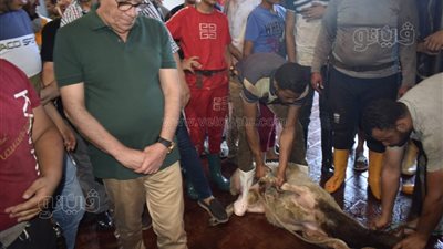 المحافظ يتابع سير العمل بمجزر بورسعيد ويشدد على الارتقاء بمستوى الخدمات (صور )