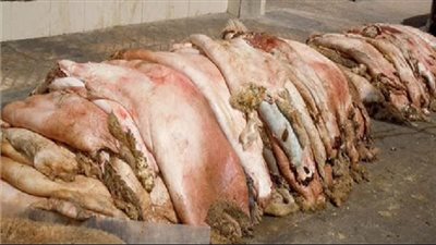 1000 جنيه رسوم حفظ جلد الأضحية أو نقله بالجيزة 