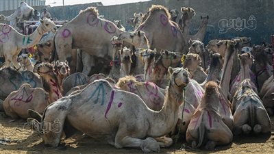 انتعاش مبيعات الجمال بسبب ارتفاع أسعار العجول البقري في موسم عيد الأضحى (فيديو)