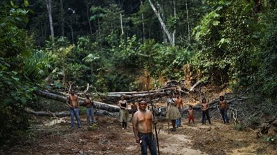 الجارديان تثير حيرة العالم: هل نكون آخر جيل يرى غابات الأمازون؟