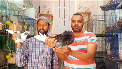 تعرف على أغرب أنواع الحمام وأسعاره في سوق الجمعة بالمحلة الكبرى (فيديو)