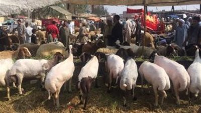 تعرف على إجراءات استخراج تصريح نقل جلود الأضاحي بالجيزة