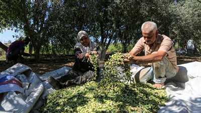 تفسير حلم جمع الزيتون في المنام وعلاقته بتخطى الصعوبات والهموم 