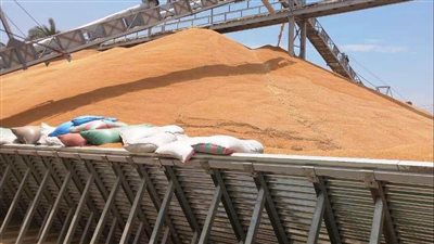 توريد أكثر من 124 ألف طن قمح لشون وصوامع سوهاج