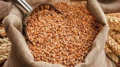 غرفة صناعة الحبوب: انخفاض سعر القمح إلى 10 آلاف و300 جنيه للطن