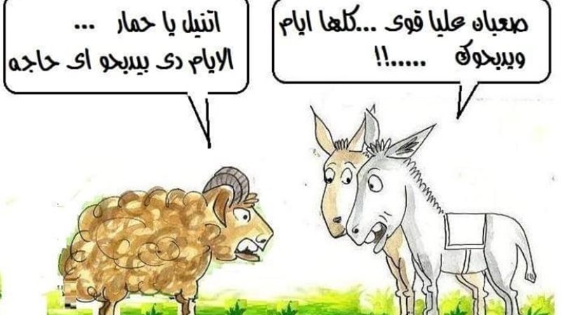 حوار ساخر بين خروف