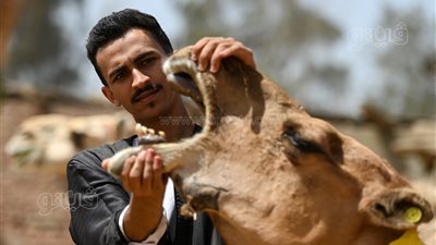 مربي جمال: لو في سحب على اللحوم كانت الجمال دي كلها متكفيش مصر (فيديو وصور)
