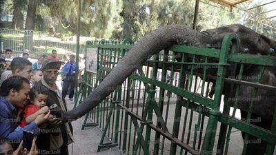  تعرف على خطة حديقة الحيوان قبل عيد الأضحي المبارك