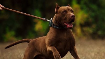 عقوبات في انتظار مصطحب كلب بدون ترخيص، تعرف عليها