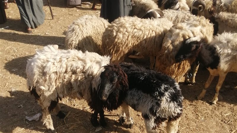 الأضاحي بسوق خزام،