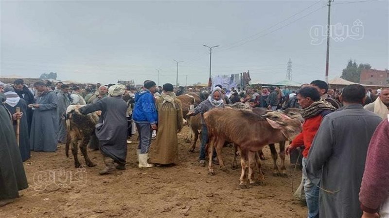  أسواق بيع الماشية