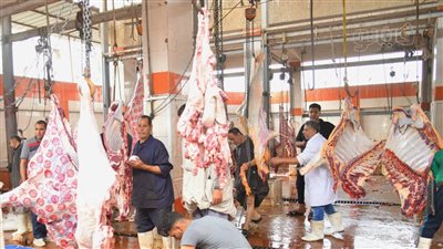 مجازر المنيا تنهي استعداداتها لذبح أضاحي العيد مجانا