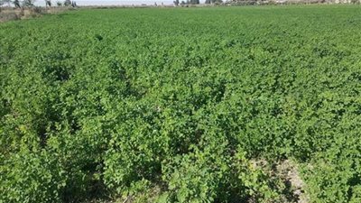 فرض رسم صادر 60 دولارًا على البرسيم والمنتجات العلفية