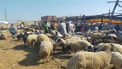 جولة داخل أقدم أسواق بيع المواشي في الشرقية، العجل بـ90 ألف جنيه، والخراف ترتفع للضعف عن العام الماضي (فيديو وصور)
