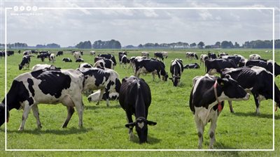 دولة تدرس إعدام 200 ألف رأس ماشية.. ما القصة؟ (فيديو جراف)